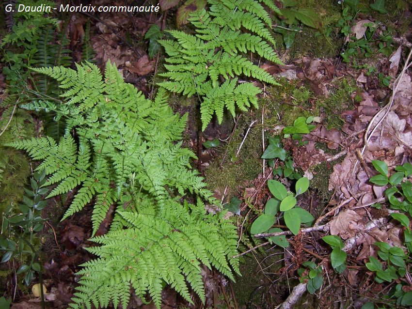 Dryopteris à odeur de foin - Dryopteris Aemula - protection nationale