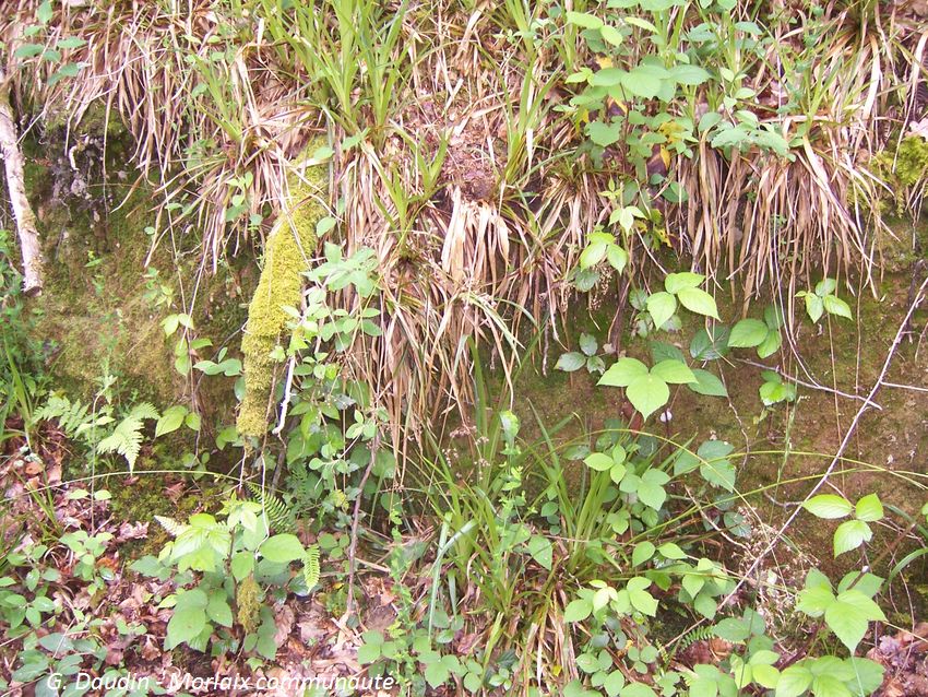 Habitat de l'escargot de Quimper