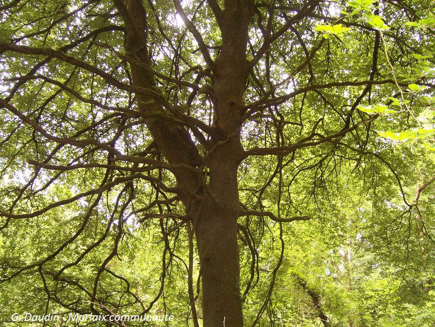 Hêtre commun - Fagus sylvatica